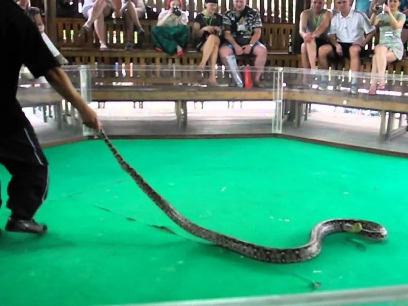 Snake Show Pattaya