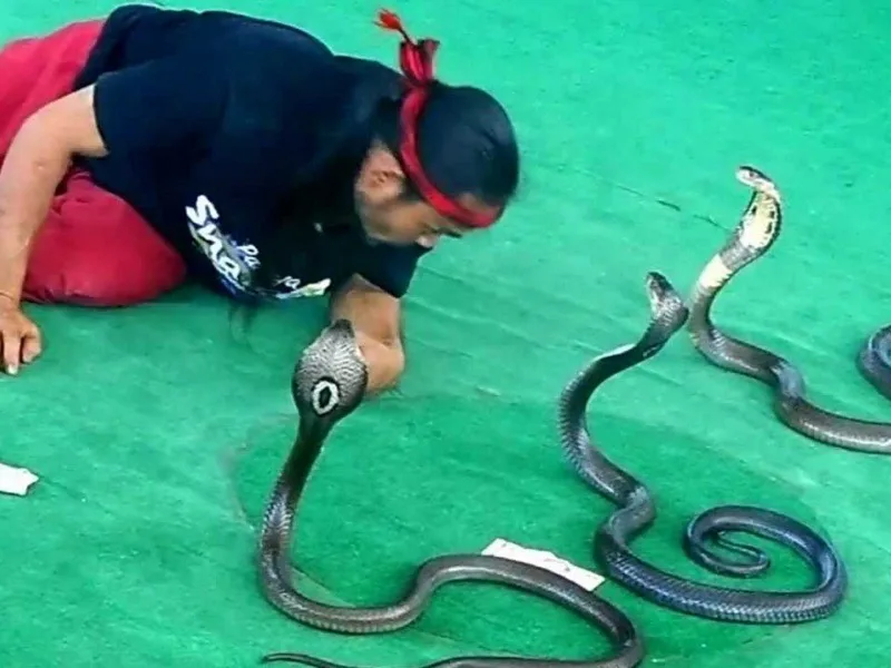 Snake Show Pattaya