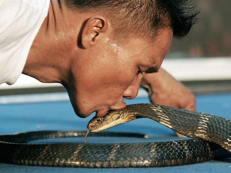 Snake Show Pattaya