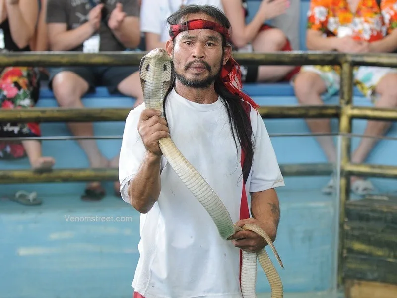 Snake Show Pattaya