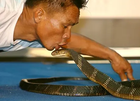 Snake Show Pattaya