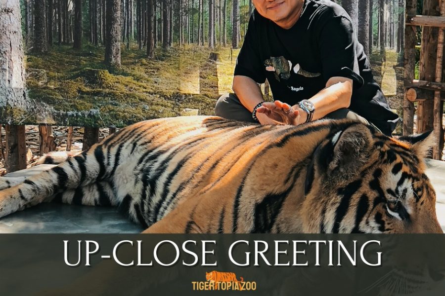 Tiger Topia Upclose Package